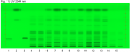 Paeonia suffruticosa-UV 254 nm-hptlc-association.png