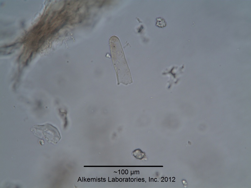 File:Alkemists Valeriana officinalis L. -Valerianaceae--3.jpg