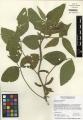 Glycine max Tropicos 100005223.jpg