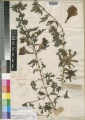 Harpagophytum procumbens subsp. procumbens Kew imageBarcode=K000057763 198923.jpg
