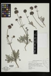 Salvia columbariae Benth. - Starr - v-285-01208525.jpg