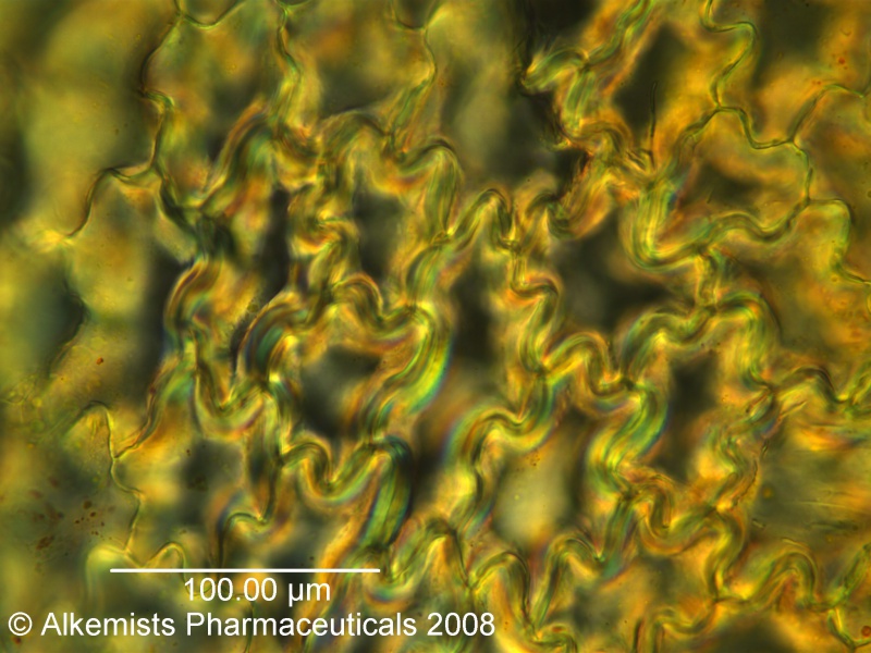 File:Lycium barbarum - Alkemist Laboratories.jpg