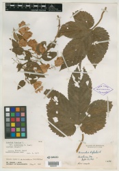 Humulus lupulus var. pubescens E.Small - Starr - 00248727.jpg