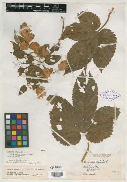 File:Humulus lupulus var. pubescens E.Small - Starr - 00248727.jpg