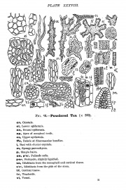 12 0206 Camellia sinensis plate from Greenish et al Anotomical Atlas.JPG