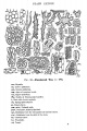 12 0206 Camellia sinensis plate from Greenish et al Anotomical Atlas.JPG