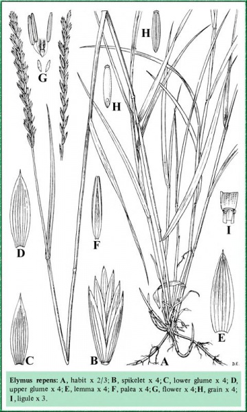 File:Elymus repens Tropicos 100165082.jpg
