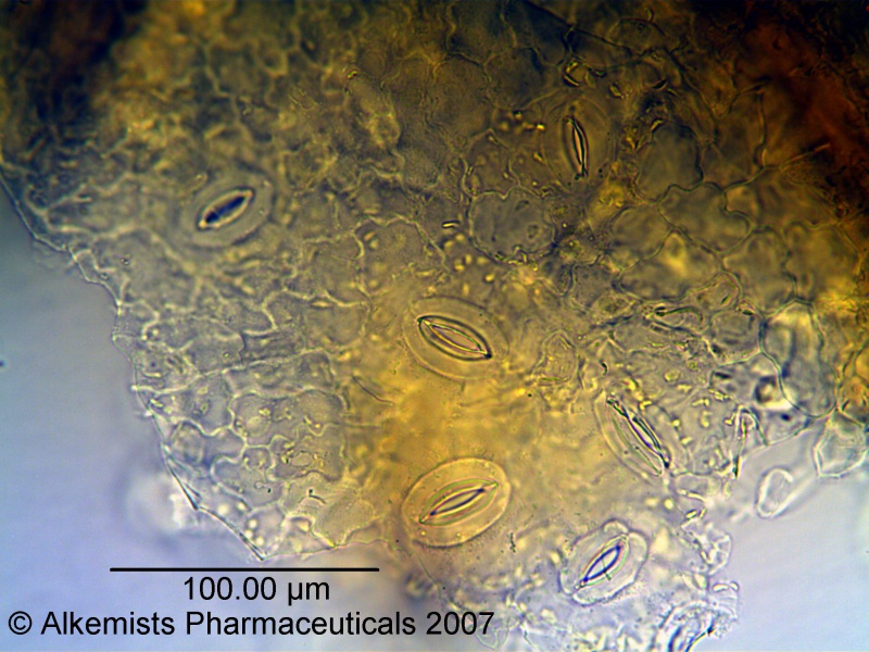 File:Hawthorn-1 Alkemist Laboratories.jpg