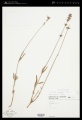 Lavandula angustifolia Mill. - Starr - 02350300.jpg