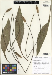 Plantago lanceolata Tropicos 100010935 (S).jpg