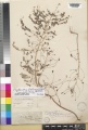 Phyllanthus fraternus Kew barcode=K000246585 52328.jpg