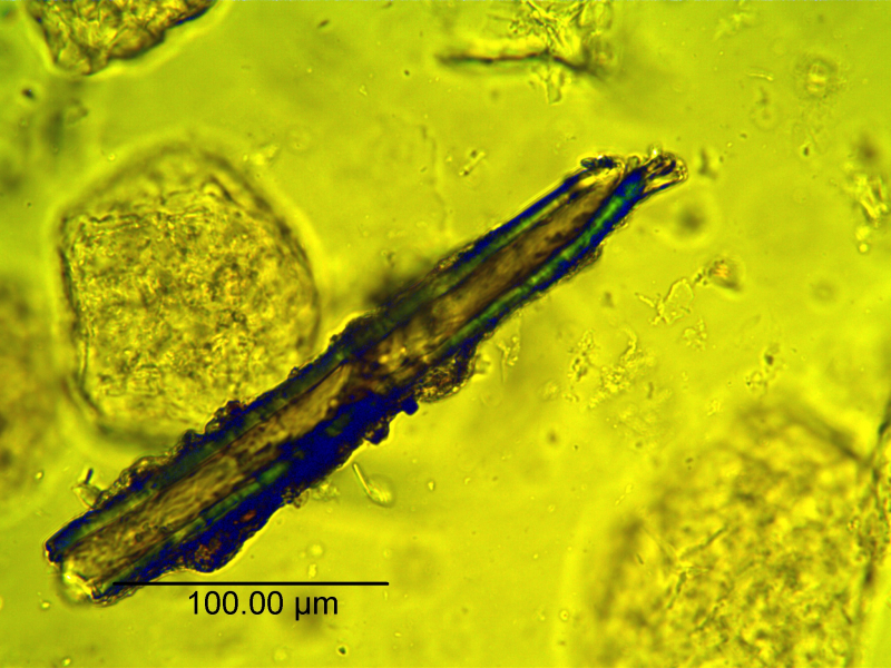 File:Curcuma longa-1- Alkemist Laboratories.png