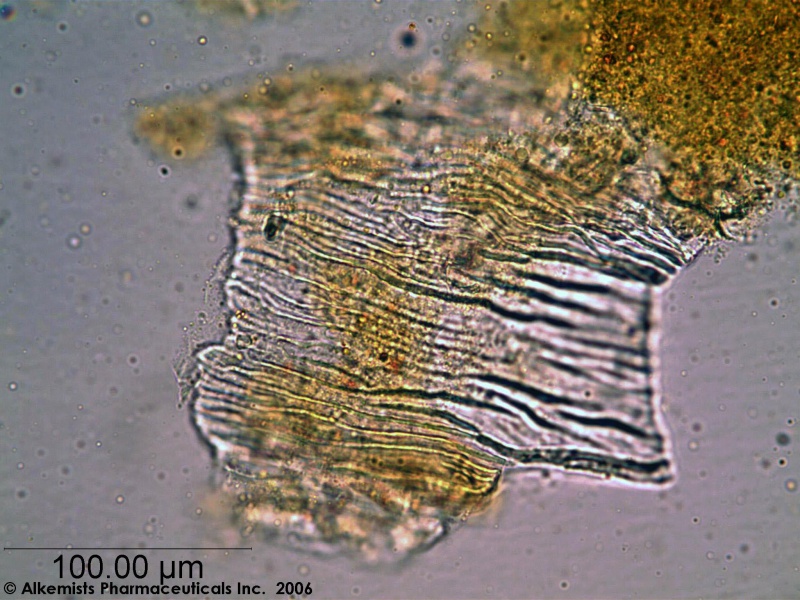 File:Lycium barbarum-2- Alkemist Laboratories.jpg
