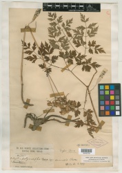 Angelica polymorpha Maxim. var. sinensis - Starr - 00405716.jpg