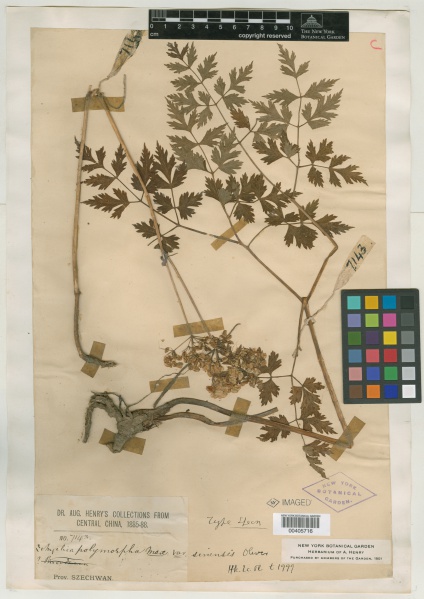 File:Angelica polymorpha Maxim. var. sinensis - Starr - 00405716.jpg