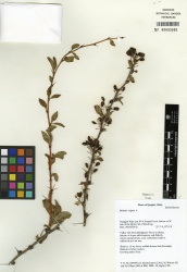 Berberis vulgaris Tropicos 100187927.jpg