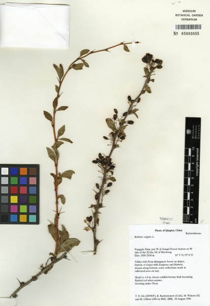 File:Berberis vulgaris Tropicos 100187927.jpg