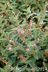 PlantaPhile - 570.jpg