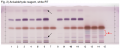 Carum carvi fruit-Anisaldehyde reagent, white RT-hptlc-association.png