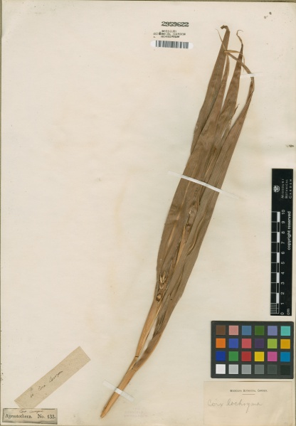 File:Coix lacryma-jobi Tropicos 100171742.jpg