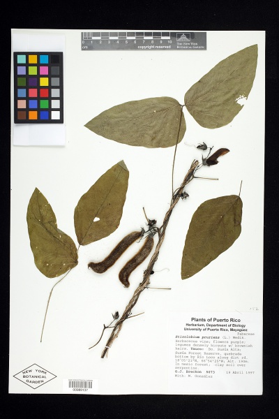 File:Mucuna pruriens (L.) DC. - Starr - v-152-00989137.jpg