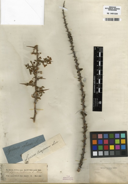 File:Lycium barbarum Tropicos 100185139.jpg