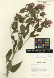 Monarda didyma Tropicos 100024533.jpg