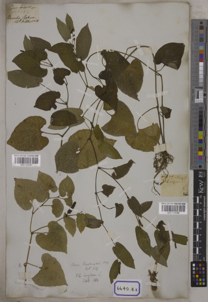 File:Piper longum Kew barcode=K001124367 701008.jpg