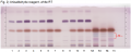 Carum carvi oil-Anisaldehyde reagent, white RT-hptlc-association.png