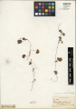 Centella asiatica Tropicos 100179676.jpg