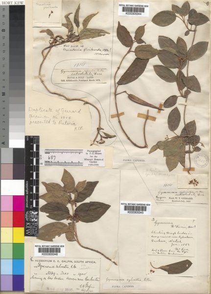 File:Gymnema sylvestre Kew imageBarcode=K000305344 41243.jpg