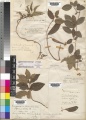 Gymnema sylvestre Kew imageBarcode=K000305344 41243.jpg