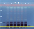 Camellia sinensis - Alkemists Laboratories.jpg