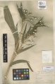 Coix lacryma-jobi Kew imageBarcode=K000004634 618238.jpg