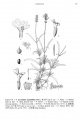 Lavandula angustifolia Tropicos 6334.jpg