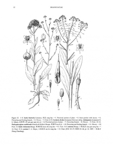 File:Isatis tinctoria Tropicos 26587.jpg