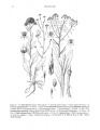 Isatis tinctoria Tropicos 26587.jpg