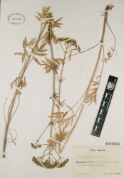 Valeriana officinalis Tropicos 55418.jpg