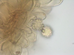 Chamomile stigma with papillae and pollen, 600x.jpg