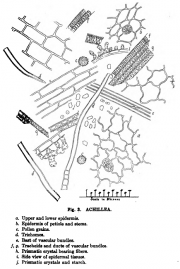 Microanalysis powdered vegetable p 204 google ver achillea.png