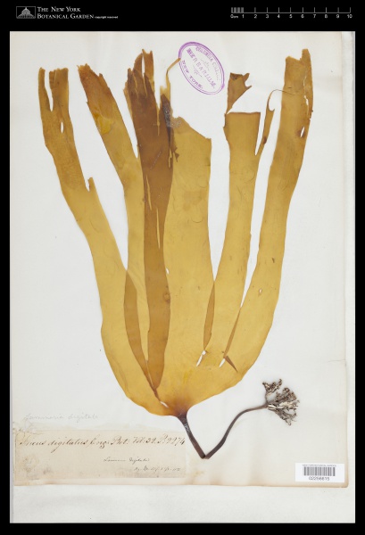 File:Laminaria digitata (Huds.) J.V.Lamour. - Starr - 02256615.jpg