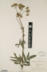 Valeriana officinalis Tropicos 55415.jpg