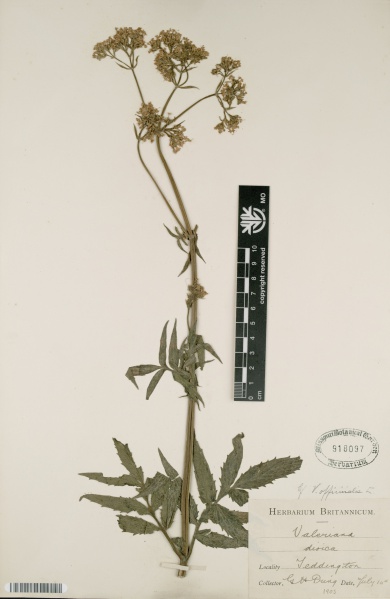 File:Valeriana officinalis Tropicos 55415.jpg