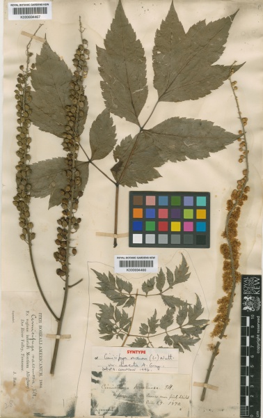 File:Actaea racemosa Kew imageBarcode=K000694466 306208.jpg