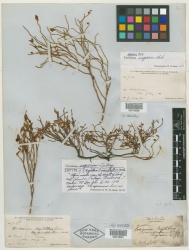 Vaccinium myrtillus L. var. microphyllum - Starr - 00010602.jpg