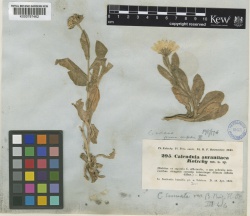 Calendula officinalis Kew imageBarcode=K000797462 435316.jpg