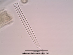 Arnica montana - Alkemist Laboratories.jpg