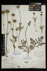 Salvia columbariae Benth. var. columbariae - Starr - v-285-01208501.jpg