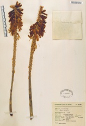 Aloe vera Tropicos 18259.jpg