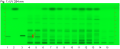 Paeonia spp-UV 254 nm-hptclc-association.png